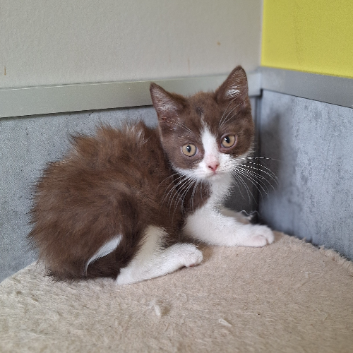 Foto van de poes