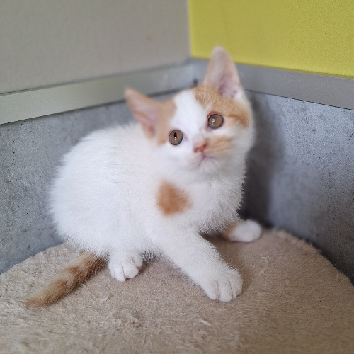 Foto van de poes