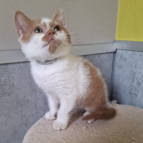 Foto van de poes