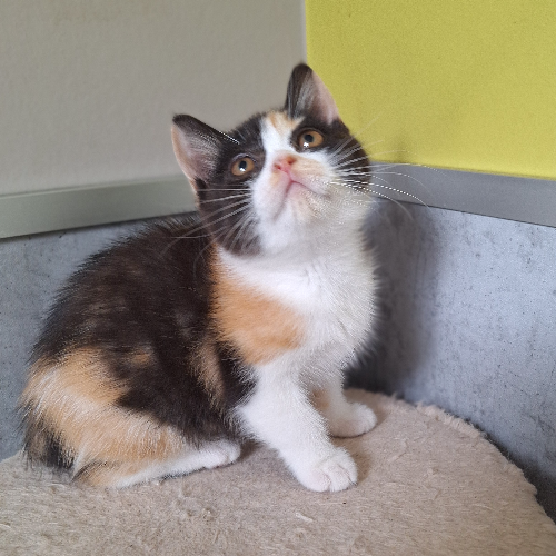 Foto van de poes