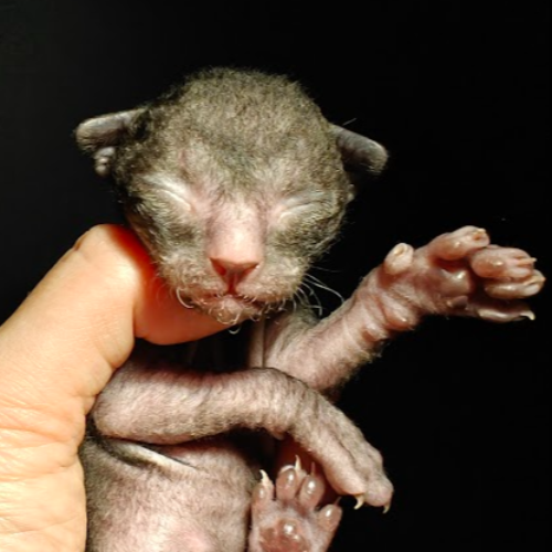 Foto van de poes