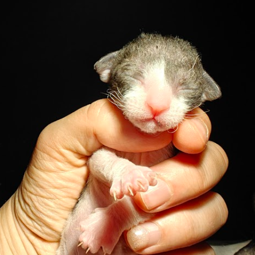 Foto van de poes