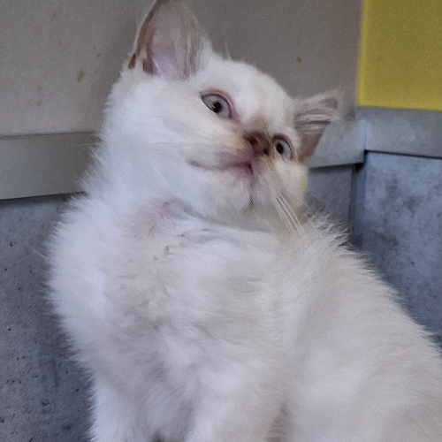 Foto van de poes