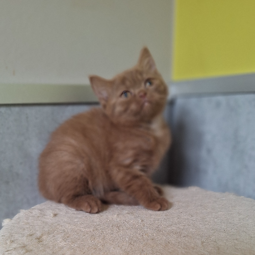 Foto van de poes