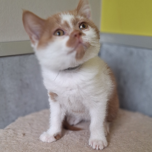 Foto van de poes