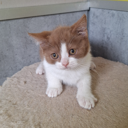 Foto van de poes
