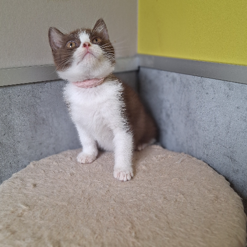 Foto van de poes