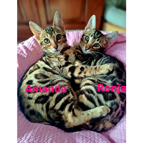 Foto van de poes