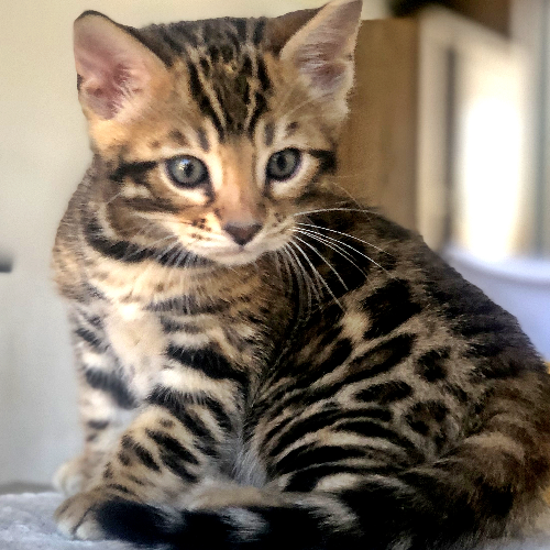 Foto van de poes
