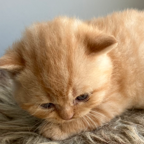 Foto van de poes