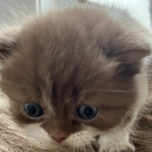 Foto van de poes