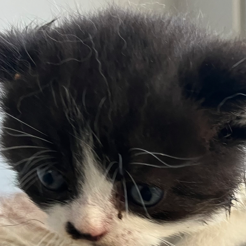 Foto van de poes