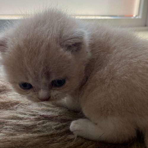 Foto van de poes