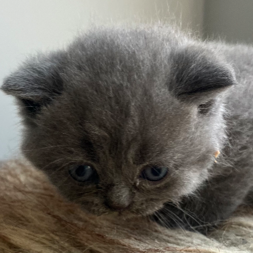 Foto van de poes