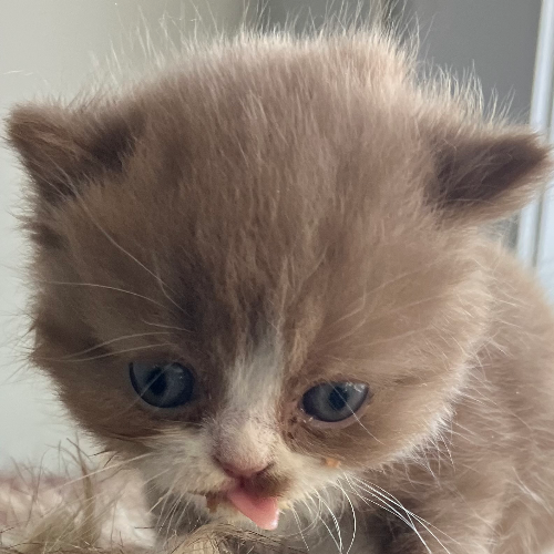 Foto van de poes