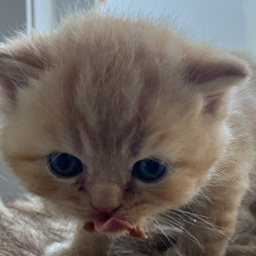 Foto van de poes