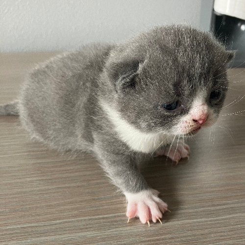 Foto van de poes