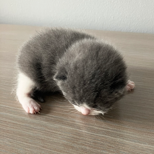 Foto van de poes