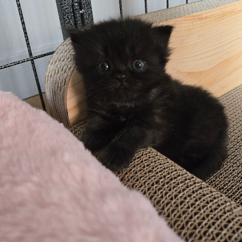 Foto van de poes