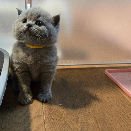 Foto van de poes