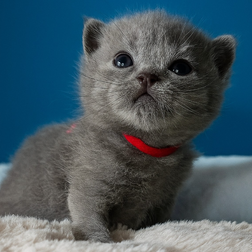 Foto van de poes