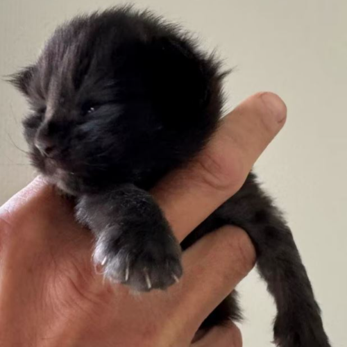 Foto van de poes