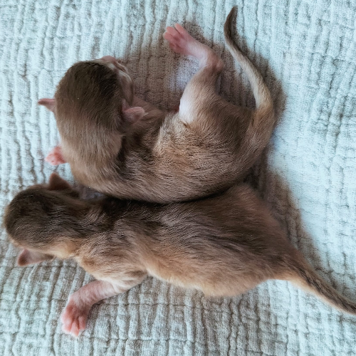 Foto van de poes