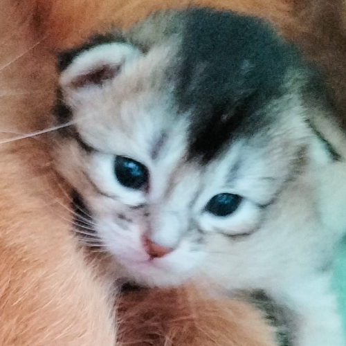 Foto van de poes