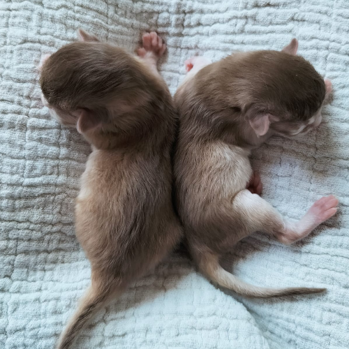 Foto van de poes