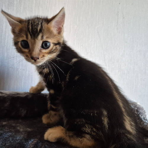 Foto van de poes
