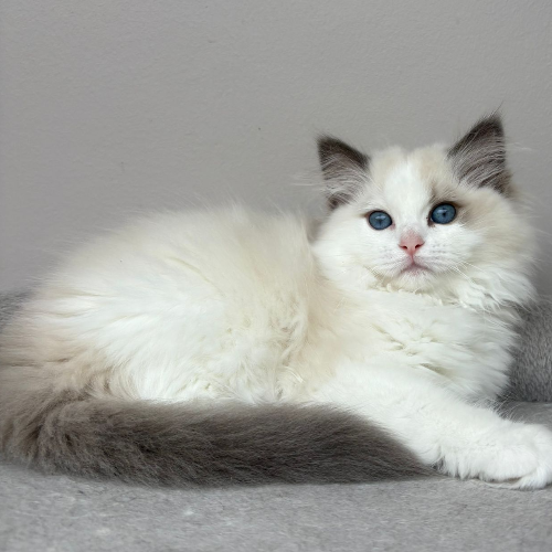 Foto van de poes