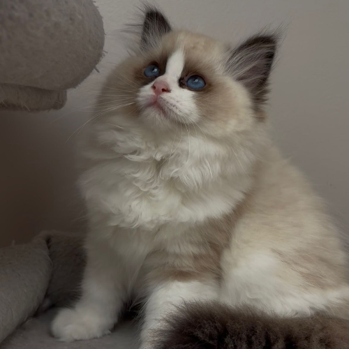 Foto van de poes
