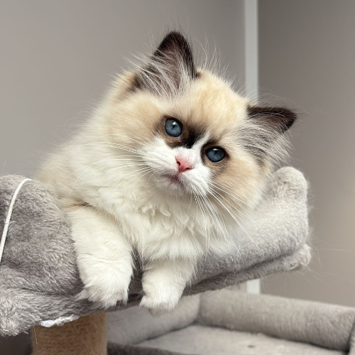Foto van de poes