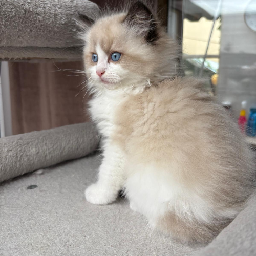 Foto van de poes