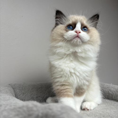 Foto van de poes