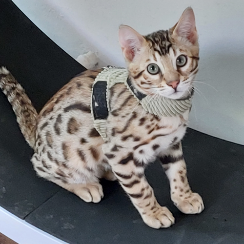 Foto van de poes