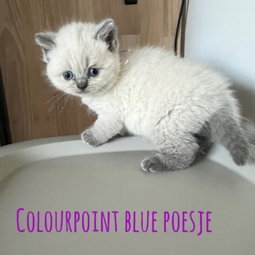 Foto van de poes