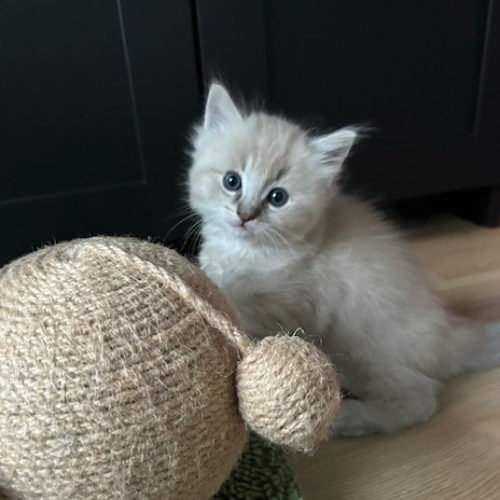 Foto van de poes