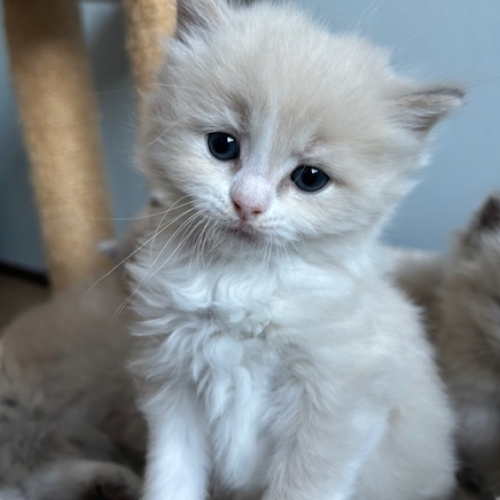 Foto van de poes