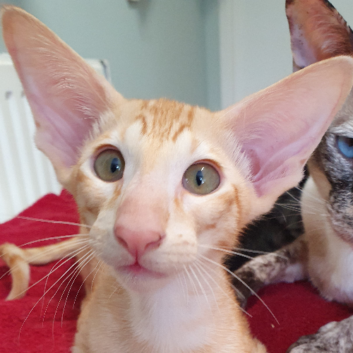 Foto van de poes
