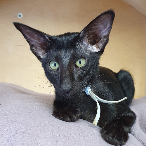 Foto van de poes