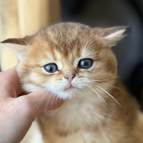 Foto van de poes