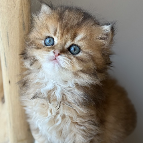 Foto van de poes