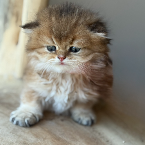 Foto van de poes