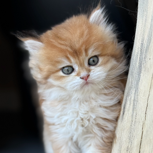 Foto van de poes