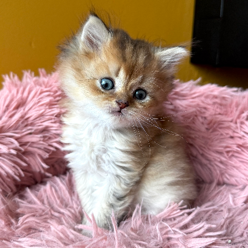 Foto van de poes