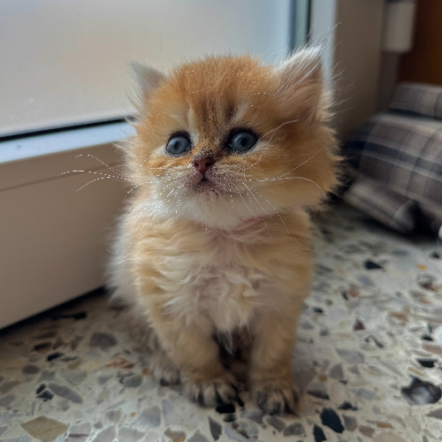 Foto van de poes
