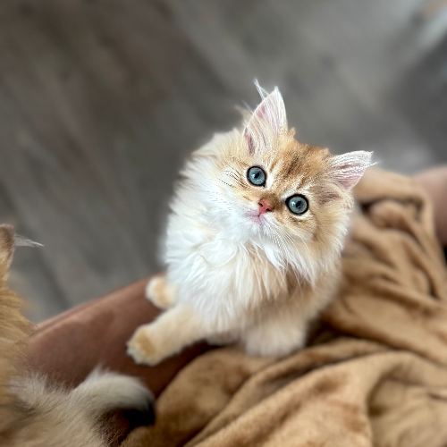 Foto van de poes