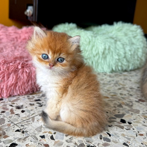Foto van de poes