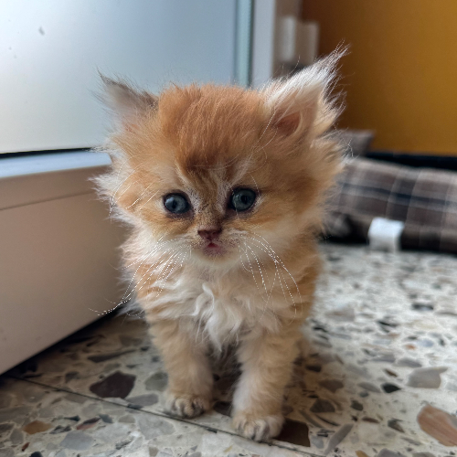 Foto van de poes